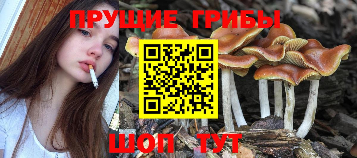 Псилоцибиновые грибы MAGIC MUSHROOMS Чернушка